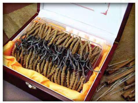 绵阳冬虫夏草回收